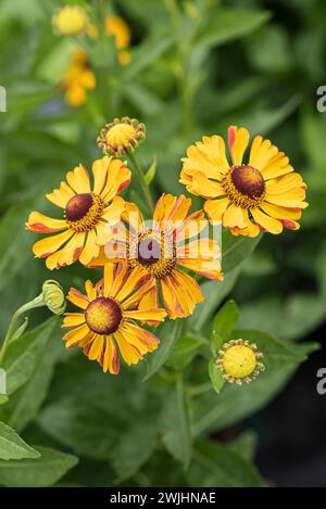 Sonnenblume (Helenium „Rauchtopas“) Stockfoto