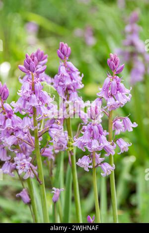 Spanische Blauglocke (Hyacinthoides hispanica „Rose Queen“) Stockfoto