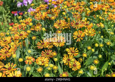 Sonnenblume (Helenium „Rauchtopas“) Stockfoto