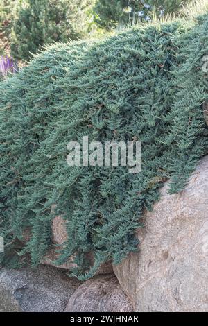 Kriechender wacholder Cupressaceae Juniperus horizontalis Blue Chip, der  sich ber einem Naturstein in einer sonnigen Gartenlandschaft ausbreitet  Stockfotografie - Alamy