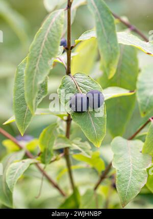 Schwarzbergiges Geißblatt (Lonicera nigra) Stockfoto