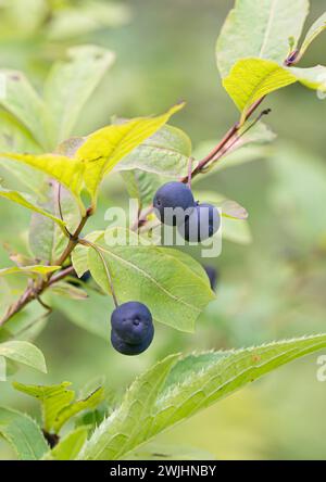 Schwarzbergiges Geißblatt (Lonicera nigra) Stockfoto