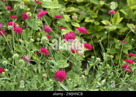 Mazedonische Witwe Blume (Knautia Macedonica 'Mars Midget') Stockfoto