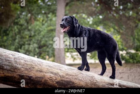 Schwarzer labrador-Retriever, der auf einem umgestürzten Baum steht Stockfoto