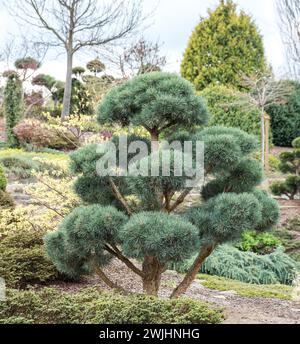 Kiefer (Pinus sylvestris „Watereri“) Stockfoto