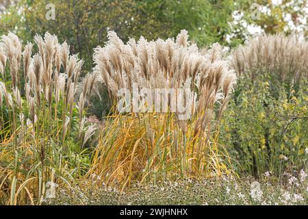 Chinesisches Schilf (Miscanthus sinensis „Malepartus“) Stockfoto