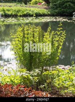 Königsfarn (Osmunda Regalis) Wedel unfurling Stockfoto