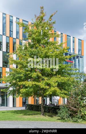 PIN-Eiche (Quercus Palustris) Stockfoto