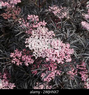 Rotblättriger Holunder (Sambucus nigra SCHWARZE SPITZE) Stockfoto