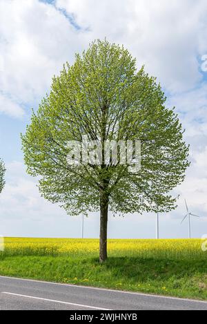 Winterkalk (Tilia cordata „Greenspire“) Stockfoto