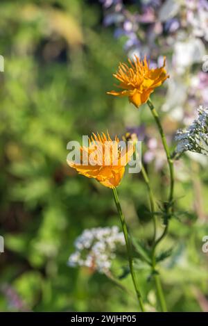 Chinesische Trollblume (Trollius chinensis „Goldene Königin“) Stockfoto