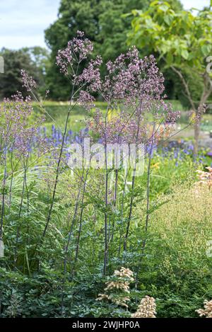 Hohe Wiesenrue (Thalictrum „Elin“) Stockfoto