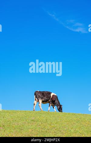 Weidende Kuh auf einer Wiese vor blauem Himmel an einem sonnigen Sommertag Stockfoto