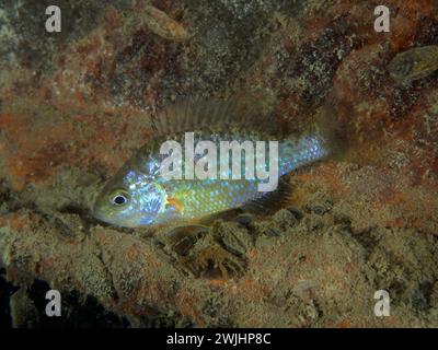 Pumpkinseed Sonnenfisch (Lepomis gibbosus), Tauchplatz Pumpwerk Rueschlikon, Zürichsee, Kanton Zürich, Schweiz Stockfoto