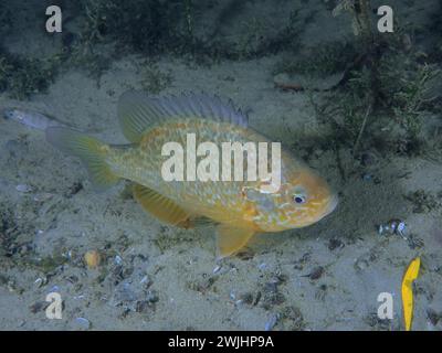 Pumpkinseed Sonnenfisch (Lepomis gibbosus), Tauchplatz Pumpwerk Rueschlikon, Zürichsee, Kanton Zürich, Schweiz Stockfoto