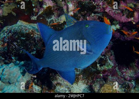 Blauer Triggerfisch (Pseudobalistes fuscus), Tauchplatz am Hausriff, Mangrove Bay, El Quesir, Rotes Meer, Ägypten Stockfoto