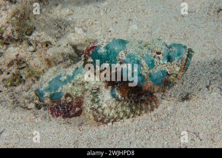 Juvenile Stonfische (Scorpaenopsis diabolus), Dive Site House Reef, Mangrove Bay, El Quesir, Rotes Meer, Ägypten Stockfoto