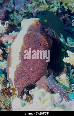 Großer blauer Tintenfisch (Octopus cyaneus), Tauchplatz House Reef, Mangrovenbucht, El Quesir, Rotes Meer, Ägypten Stockfoto