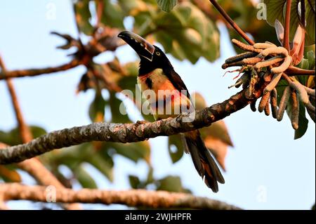 Volcán MIRAVALLES, PROVINZ ALUAJUELA, COSTA RICA: Aracari-Tukan mit Kragen in einem Cecropia peltata-Baum in der Nähe von Volcán Miravalles in Aluajuela, Costa Rica. Stockfoto