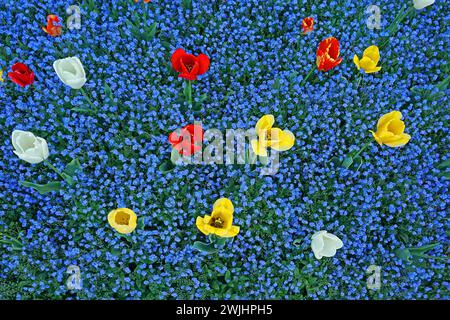 Blühende Tulpen, Tulipa, mit blauem Vergissmeinnots Myosotis sylvatica, Botanischer Garten, Villa Carlotta, Tremezzo, Lago di Como, Comer See, Lombardei Stockfoto