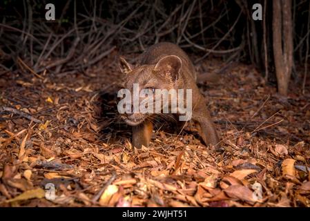 Fossa Kriechkatze (Cryptoprocta ferrox) in den trockenen Wäldern des Kirindy Forest im Westen Madagaskars Stockfoto