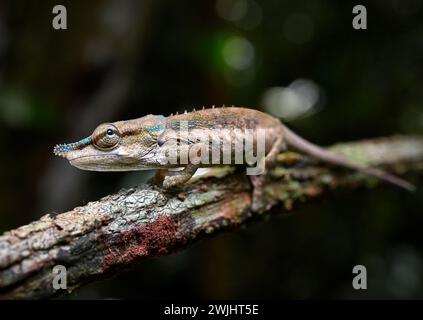 Männliches Chamäleon (Calumma uetzi) in den Regenwäldern des Marojejy-Nationalparks im Nordosten Madagaskars Stockfoto