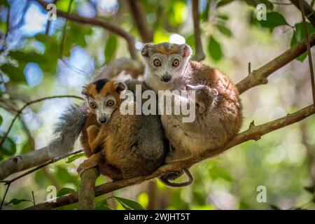 Gekrönter Lemur (Eulemur coronatus) in den trockenen Wäldern des Ankarana-Nationalparks im Nordwesten Madagaskars Stockfoto