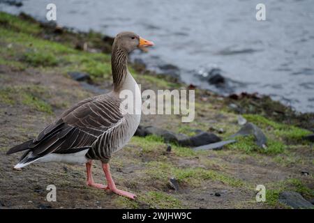 Greylag Goose im Heritage Park in East Kilbride Stockfoto