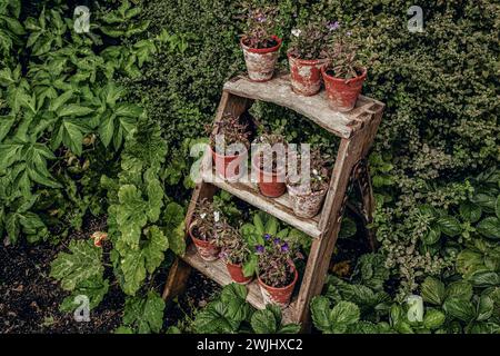 Pflanzen Sie in Töpfen auf hölzernem Pflanzenständer, der im Garten steht Stockfoto