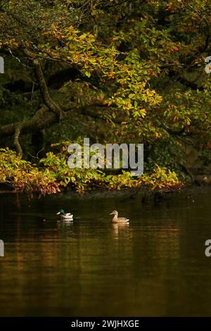 Stockenten (Anas platyrhynchos) Paare schwimmen Seite an Seite im Fluss Stockfoto