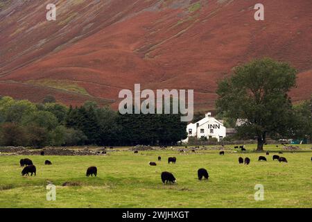 Lake District/Wasdale Head Inn, mit Schafherde, die im Wasdale Valley weiden. Stockfoto