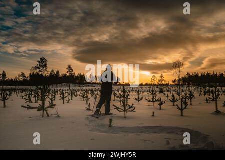 Frauen mittleren Alters in Schneeschuhen spazieren im dunklen abendlichen jungen Kiefernwald. Der Abendsonntag scheint tief am Himmel. Foto auf der Rückseite Stockfoto