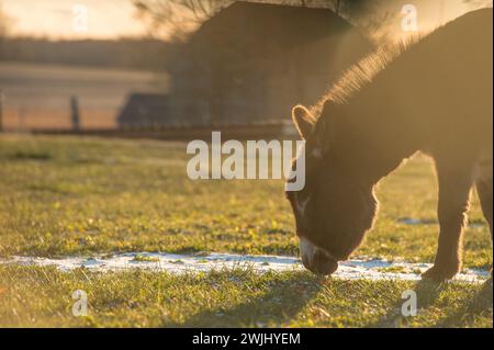 Miniatur-Esel auf der Weide im Paddock auf der ländlichen Farm im Freien mit Hinterleuchtung mit Felgenlicht um Ohren und Beine bei Sonnenuntergang oder Sonnenaufgang Tierfotos niedlich Stockfoto