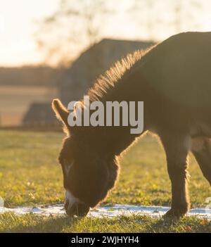 Miniatur-Esel im Paddock oder auf der Wiese mit geringer Schneemenge auf dem Boden vertikales Bild mit Platz für Hintergrundbeleuchtung, um das Licht im Rand herum zu erzeugen Stockfoto