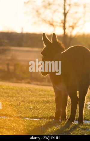 Miniatur-Esel auf der Weide im Paddock auf der ländlichen Farm im Freien mit Hinterleuchtung mit Felgenlicht um Ohren und Beine bei Sonnenuntergang oder Sonnenaufgang Tierfotos niedlich Stockfoto