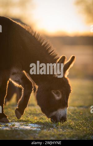 Miniatur-Esel im Paddock oder auf der Wiese mit geringer Schneemenge auf dem Boden, vertikales Bild mit Platz für den Typ Sunset lacklit für Felgenlicht Stockfoto