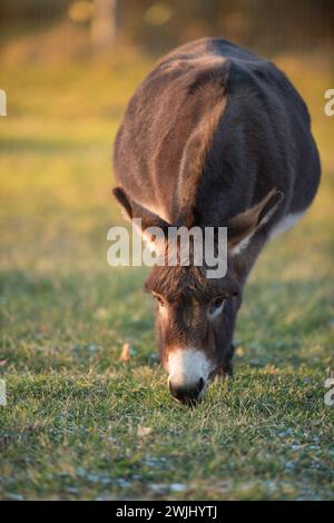 Miniaturesel auf der Weide Paddock Feld fette runde Bauche weidet auf Gras auf ländlicher Farm vertikaler Tierbilderaum für Typ niedlichen isolierten Miniesel Stockfoto