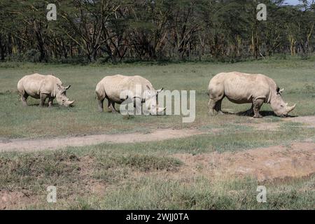 Drei weiße Nashörner weiden auf einem grünen Feld mit einem Akazienwald im Hintergrund in der Nähe des Naruku-Sees in Kenia, Afrika. Stockfoto