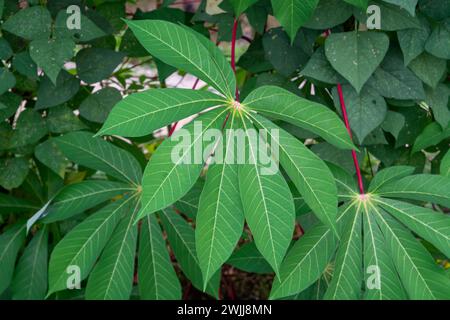 Flache Anlage kleiner Pflanzen um das Haus herum Stockfoto