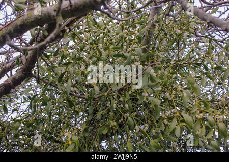 viscum Album oder Mistel in einem Apfelbaum Stockfoto