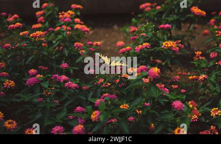 Ein üppiger Büschel tropischer lantana Camara-Blüten mit North Carolinas State Schmetterling, dem Eastern Tiger Swallowtail, ruht auf ihnen. Stockfoto