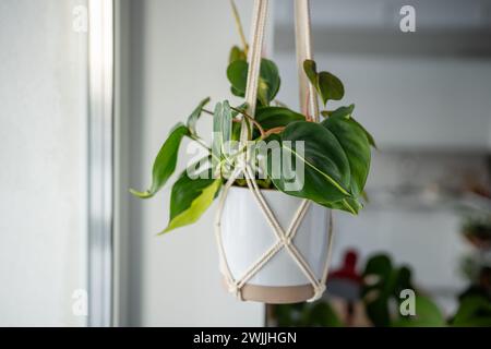 Pflanzen Sie Philodendron Hederaceum Brasil in Keramiktopf, der an Baumwoll-Makramee zu Hause hängt. Stockfoto