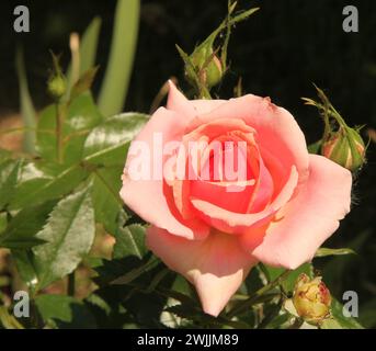 Nahaufnahme einer einzelnen Pfirsichgartenrose (Rosa) draußen in Montana Stockfoto