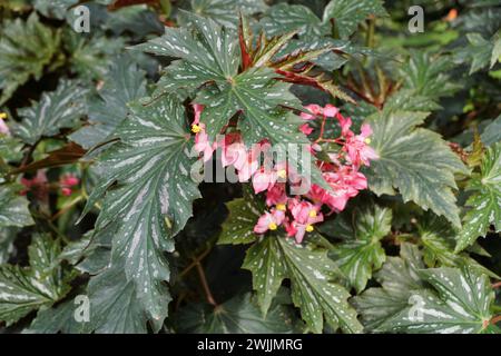 Wunderschöne und einzigartige Form von Cane-ähnlichen Begonia „Lana“-Blättern mit rosa Blüten Stockfoto