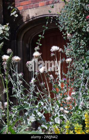 Die Distel, die Nationalblume Schottlands vor der alten Holztür im roten Backsteingebäude. Cambridge. Vereinigtes Königreich Stockfoto