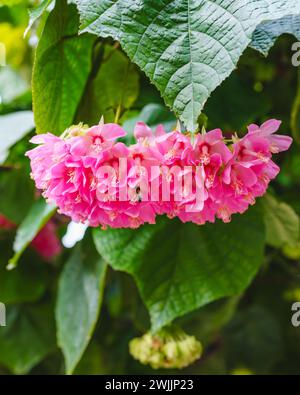 Dombeya wallichii, oder tropische Hortensie, ziert die Szene mit ihren atemberaubenden rosafarbenen Blüten, die eine Vision botanischer Eleganz in der Familie Malva schaffen Stockfoto