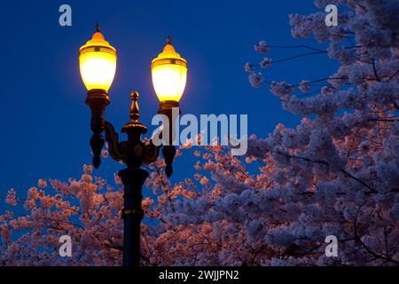 Kirsche Blüte mit Straßenlaterne, Tom McCall Waterfront Park, Portland, Oregon Stockfoto