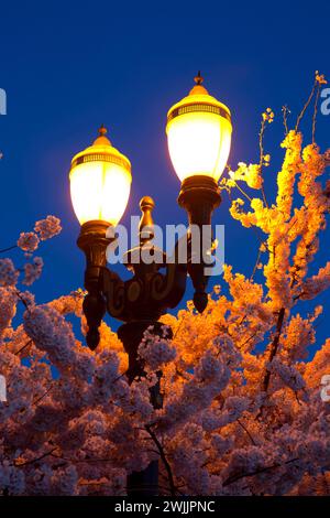 Kirsche Blüte mit Straßenlaterne, Tom McCall Waterfront Park, Portland, Oregon Stockfoto