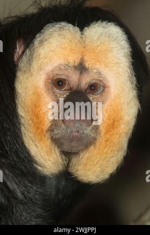 White-faced Saki Affen (Pithecia Pithecia), Oregon Zoo, Washington Park, Portland, Oregon Stockfoto