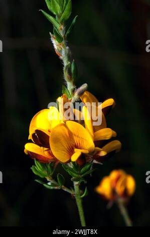 Eier und Speck (Aotus Ericoides) bekommen ihren Namen von der Farbe der Blumen - man möchte sie nicht essen! Frühjahrsblühender Sträucher. Stockfoto